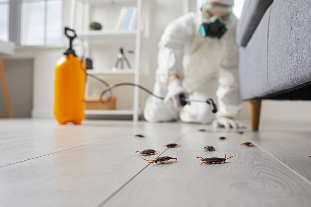 Affordable Termite Control solutions in Bridgeport, MI